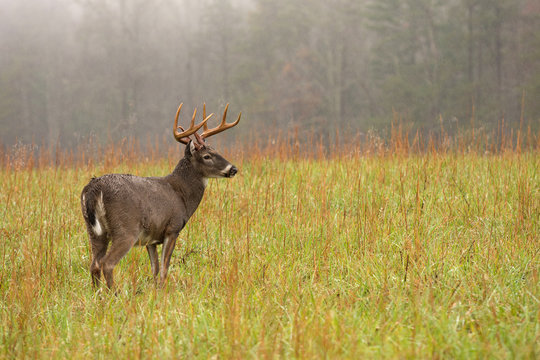 Fototapeta White-tailed deer buck in rain