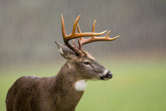 White-tailed deer buck in rain