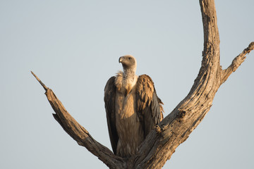 White-backed vulture.