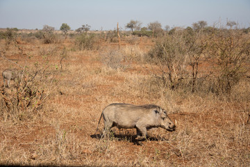 Obraz premium Warthog