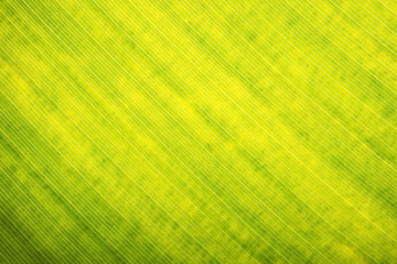 Green background of autumn leaf texture.