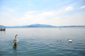 cygnes
