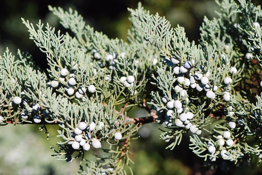 JUNIPERUS. ENEBRO