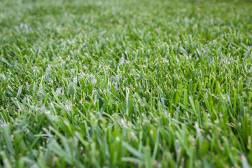 Background grass