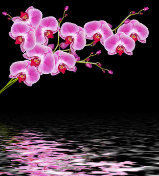 Flowers orchids  isolated on a black background.