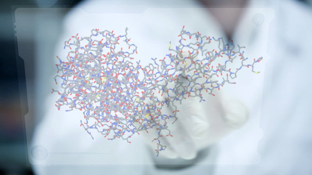 Researcher rotating growth hormone amino acid chemical molecule on transparent touch display