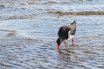 Australischer Austernfischer (Haematopus longirostris)