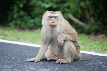 Adult monkey