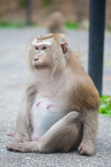 Adult monkey