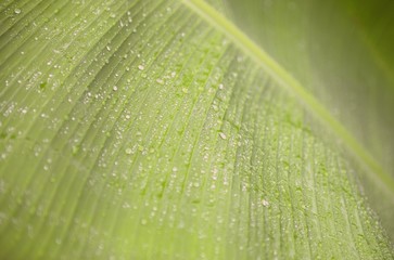banana leaf with water droplets