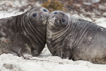 Southern Elephant Seal pups (Mirounga leonina) on a sandy beach on Sealion Island in the Falkland Islands.