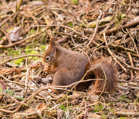 Red Squirrels at Formby Point, Formby, Southport, Merseyside, UK
