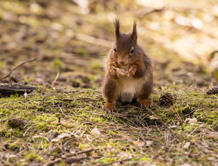 Red Squirrels at Formby Point, Formby, Southport, Merseyside, UK