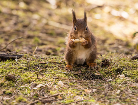 Red Squirrels at Formby Point, Formby, Southport, Merseyside, UK