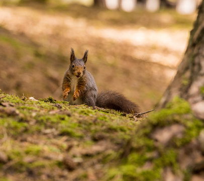 Red Squirrels at Formby Point, Formby, Southport, Merseyside, UK