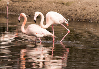 Burscough, Lancashire, UK. 27th March 2015. Greater Flamingo at Martin Mere Wetlands Centre