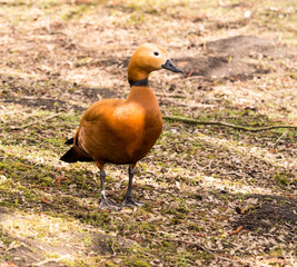 Burscough, Lancashire, UK. 27th March 2015. Ruddy Shelduck at WWT Martin Mere Wetlands Centre