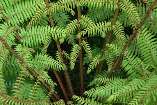 Close-up of  ferns.