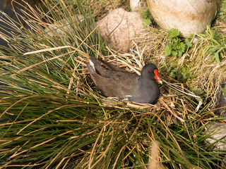 Burscough, Lancashire, UK. 27th March 2015. Rosy-billed pochard at Martin Mere Wetlands Centre