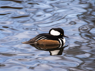 Burscough, Lancashire, UK. 27th March 2015. Hooded Meganser at WWT Martin Mere Wetlands Centre