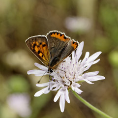 Lycaena phlaeas, Small Copper butterfly from Europe, common names are American Copper, Common Copper
