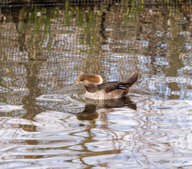 Burscough, Lancashire, UK. 27th March 2015. Crested Duck at WWT Martin Mere Wetlands Centre