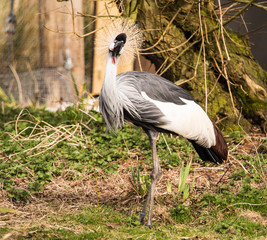Burscough, Lancashire, UK. 27th March 2015. Grey crowned-crane at martin mere wetlands centre