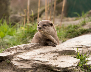 Burscough, Lancashire, UK. 27th March 2015. Otters in enclosure at Martin Mere Wetlands Centre
