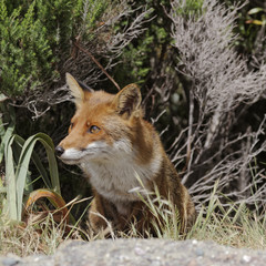 Red Fox (Vulpes vulpes) in the mountains of Corsica, France