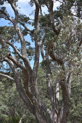 Obraz premium The twisted trunk of a Pohutukawa tree.