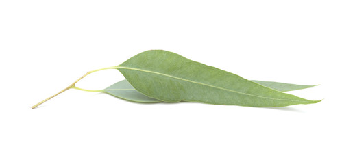 fresh eukalyptus leaves © Tamara Kulikova