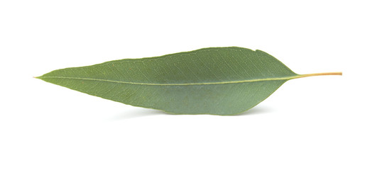 fresh eukalyptus leaves