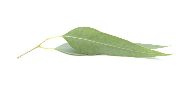 fresh eukalyptus leaves