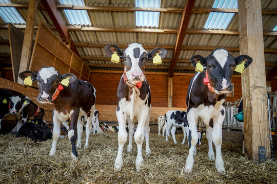Drei junge K&auml;lber im eingestreuten K&auml;lberlaufstall