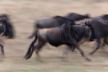 Rennende Gnus
