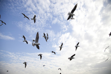 seagulls
