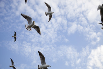 seagulls
