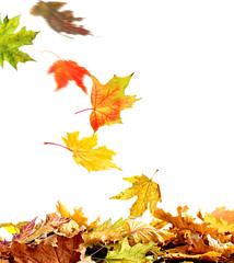 Pile of autumn leaves, isolated on white