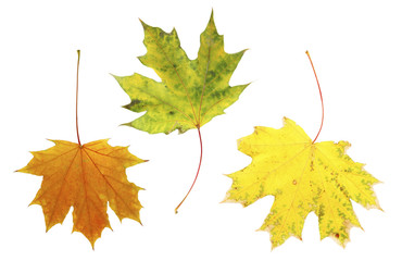 Different autumn leaves, isolated on white