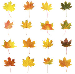 Different autumn leaves, isolated on white