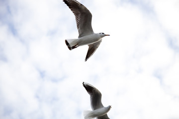 seagulls
