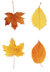 Naklejka na ściany i meble Different autumn leaves, isolated on white