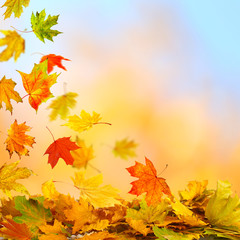 Naklejka na ściany i meble Pile of autumn leaves on nature background