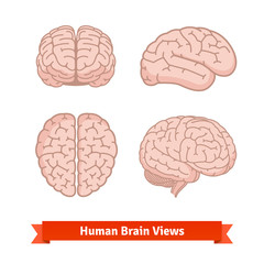 Human brain views. Top, frontal, side.