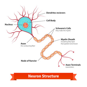 Brain neuron cell diagram