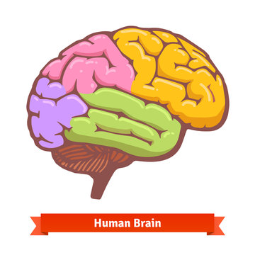 Coloured human brain diagram