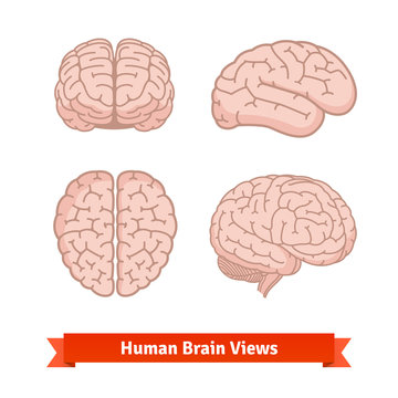 Human brain views. Top, frontal, side.