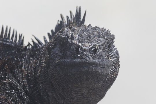 Meerechse (Iguana marina) in Frontalansicht