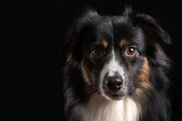 Australian Shepherd