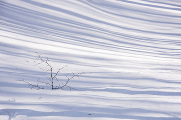 Fototapeta na wymiar Lonely branch in a fresh snow surface